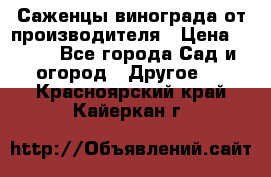 Саженцы винограда от производителя › Цена ­ 800 - Все города Сад и огород » Другое   . Красноярский край,Кайеркан г.